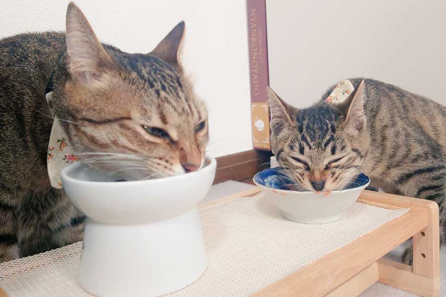 もなちゃんと並んでごはんを食べる小雪ちゃん（右）【写真提供：アメチカンのもな@福岡の猫（@Mh0MLiErcV8E97C）さん】