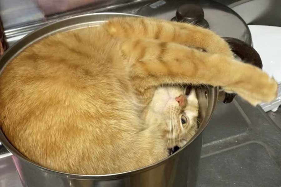 元保護ねこが鍋にすっぽり！ アクロバティックな