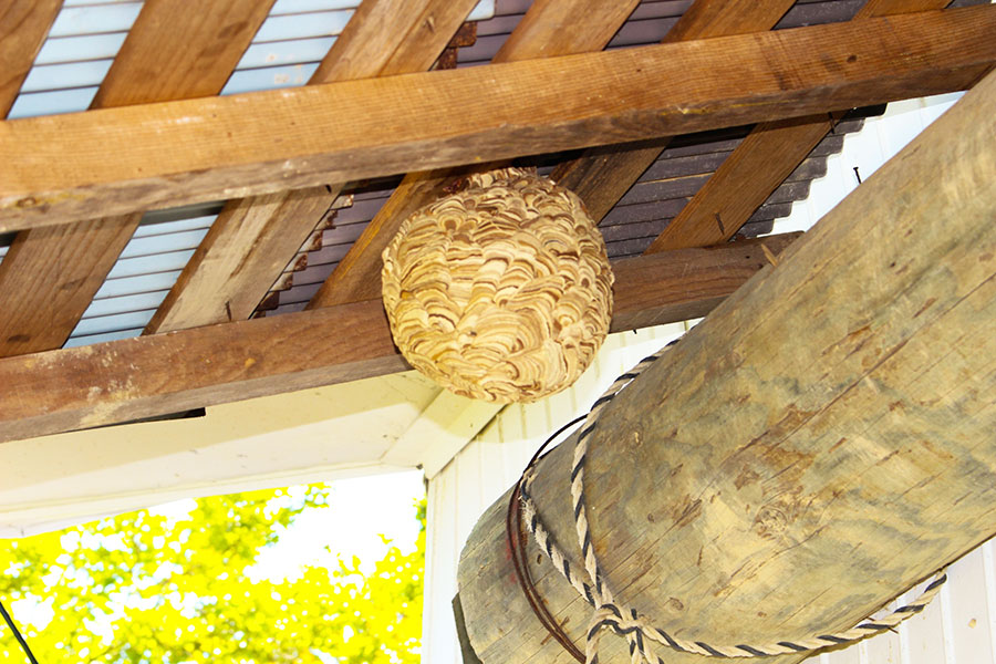 家の軒先に作られたスズメバチの巣（写真はイメージ）【写真：写真AC】