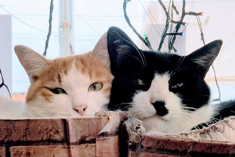 （左から）仲良く並ぶこずえちゃんとチヨくん【写真提供：おもぶん～猫のいる古本屋～（@omobun_anesaki）さん】