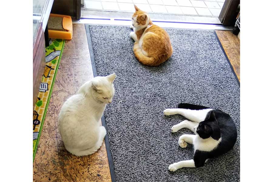 左の白ねこが母のイサムちゃん。3匹でくつろぎ中【写真提供：おもぶん～猫のいる古本屋～（@omobun_anesaki）さん】