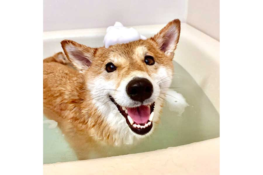 雨上がりのお散歩のあと、お風呂で楽しげなひなたちゃん【写真提供：柴犬ひなたさん（@Hinata_sanpo）さん】