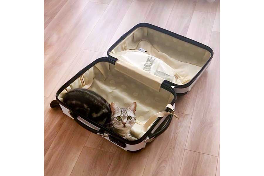 荷物よりも先にスーツケースの中へ…【写真提供：あんこ（@cat_anko3）さん】