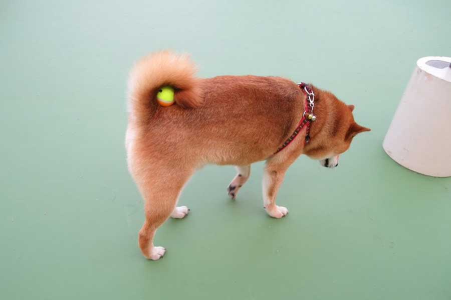 ボールを見つけられないまろくん【写真提供：柴犬まろｻﾝ（@maro0324shiba2）さん】