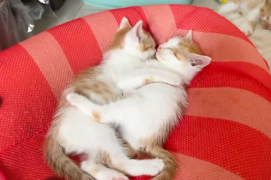 （左から）仲良く抱き合って眠る來佳ちゃんと橙眞くん（画像はスクリーンショット）