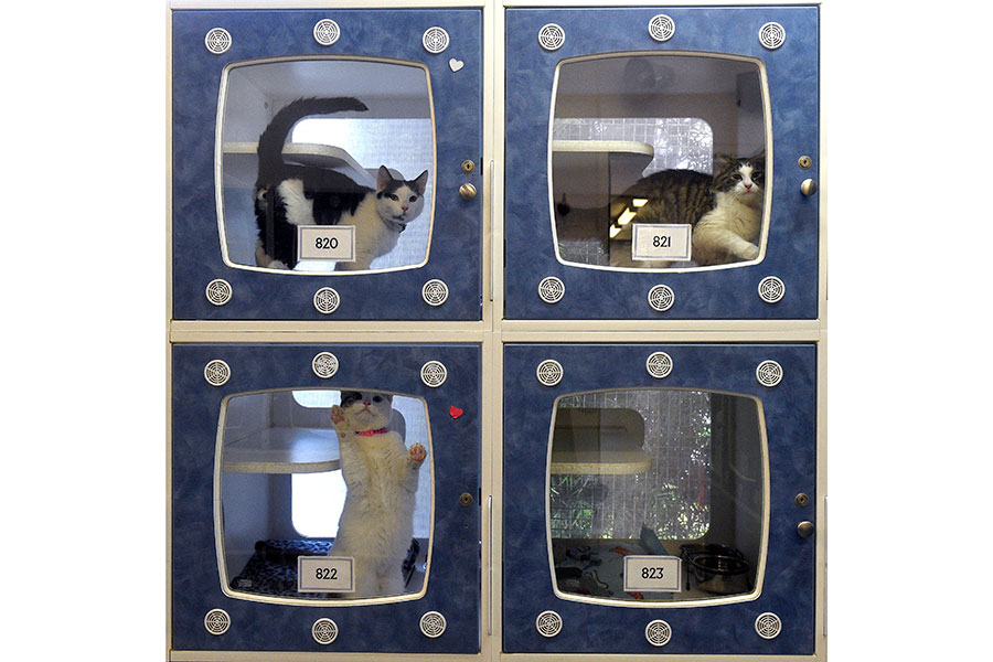 米カリフォルニア州で譲渡を待つ猫たち（写真は2016年1月にロングビーチ動物保護サービスが発表したもの）【写真：Getty Images】