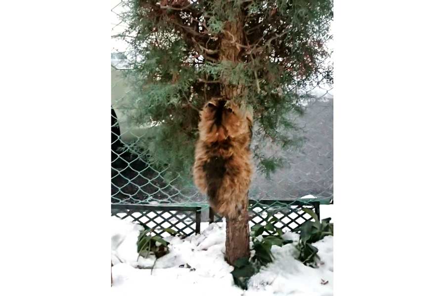 寒い雪の日に木登りをしていた、野良ねこ時代のたぬくん【写真提供：たぬ@雪の日にやって来た迷い猫（@tanu_tyan）さん】
