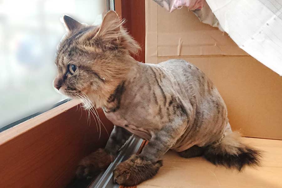保護直後、固まった被毛を動物病院でカットしてもらったたぬくん【写真提供：たぬ@雪の日にやって来た迷い猫（@tanu_tyan）さん】
