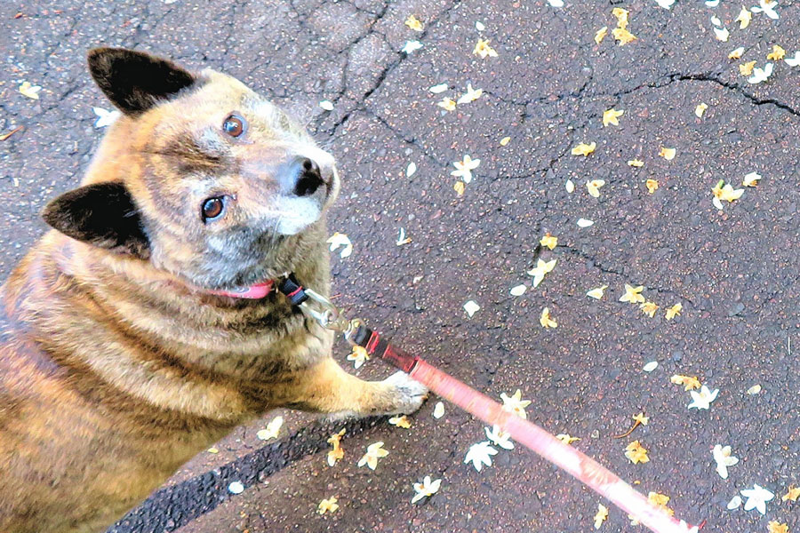 余命わずかな愛犬のために飼い主が「最後のお散歩」を計画（写真はイメージ）【写真：写真AC】