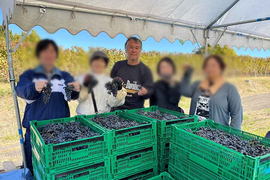 毎年、多くの方が参加するワインブドウ栽培の収穫【写真提供：芳賀宏】