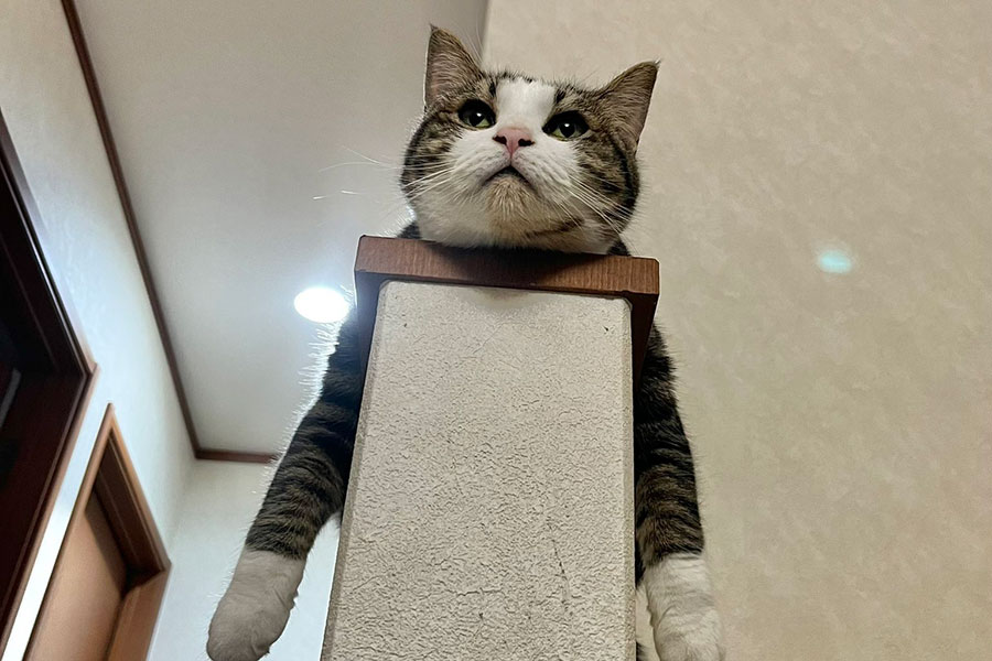 階段の手すり上でくつろぐオデコちゃん【写真提供：ひのき猫（@nekohinoki）さん】
