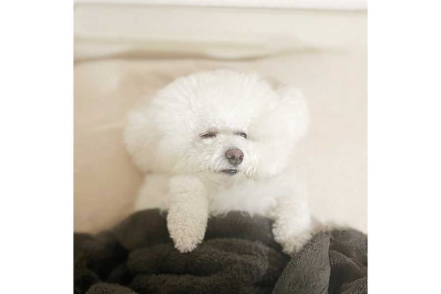 いい夢を見ていそう！　毛布をかけられて熟睡するプンちゃん【写真提供：プン｜ビションフリーゼ（@bichonpun）さん】