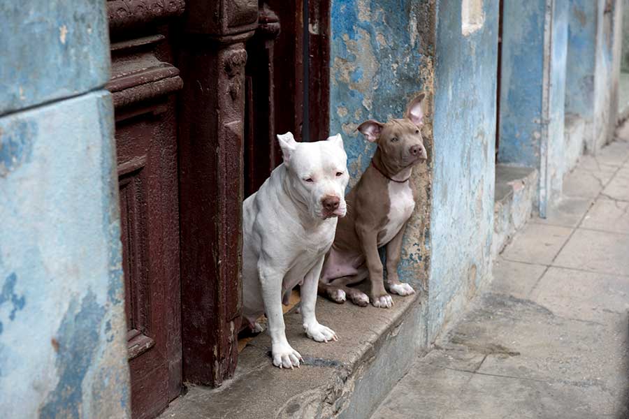友情で結ばれた2匹の保護犬。一緒に引き取られることが決定（写真はイメージ）【写真：Getty Images】