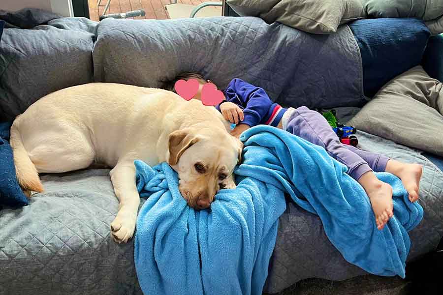 ソファで一緒にお昼寝する息子さんとたこちゃん【写真提供：犬のたこちゃん（@takochan_aus）さん】