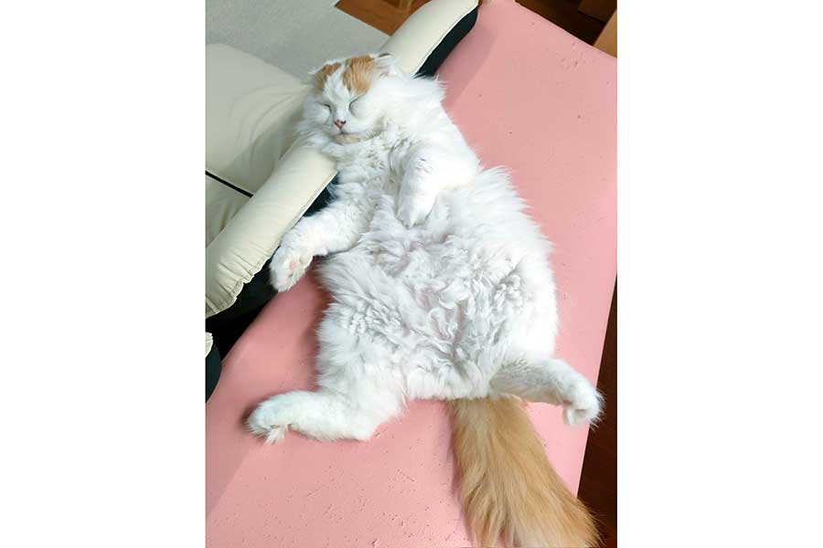 のんびり“へそ天”するルイくん【写真提供：猫カフェちぐら（@catcafe_chigura）さん】