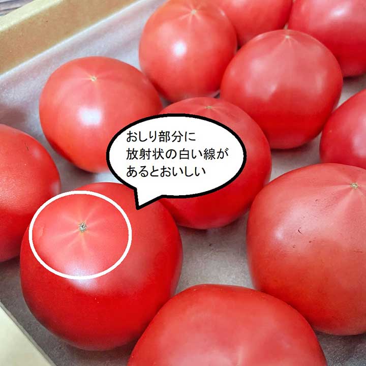 トマトのおしり部分に注目。スターマーク（白い線）があるのがおいしい証拠【画像：写真ACよりHint-Pot編集部作成】
