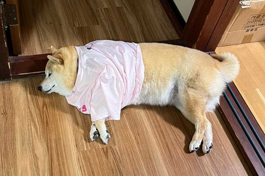 ピンク色のTシャツを着て寝転ぶココちゃん【写真提供：柴犬ココとチョコ（@shiba_kokochoko）さん】