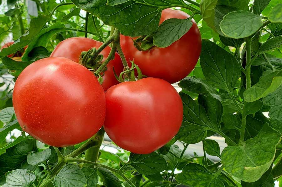 夏野菜の代表、トマト（写真はイメージ）【写真：写真AC】