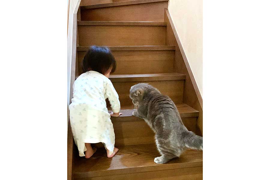 階段の上り方を熱血指導中のたこやきくん【写真提供：たこやき（@takopi_cat）さん】