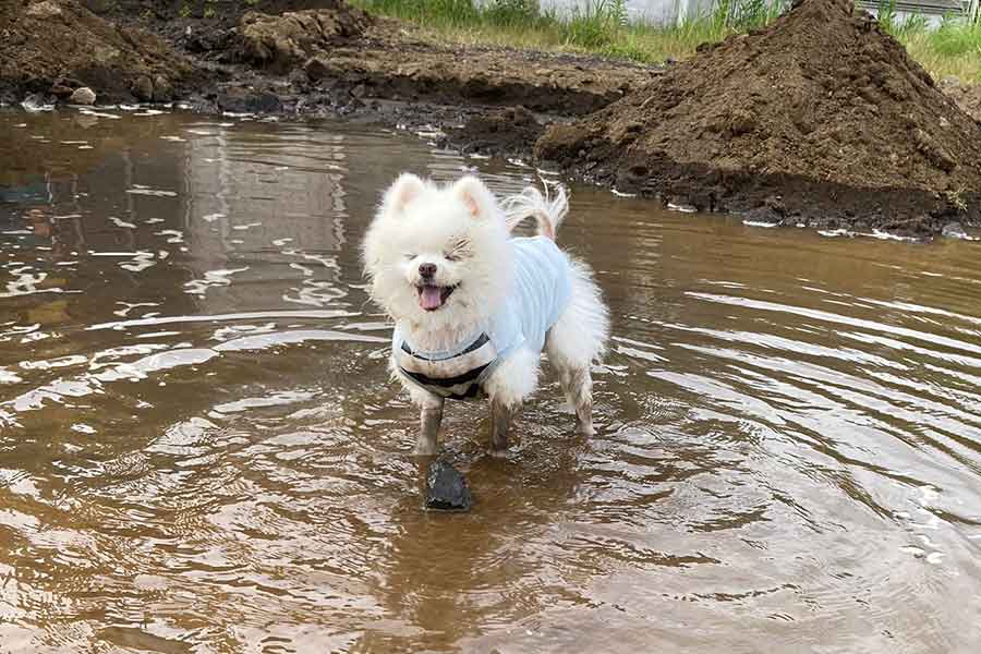 泥まみれになって遊ぶレイくん【写真提供：タレ目の犬（ポメラニアン）（@Pomeranian2015）さん】