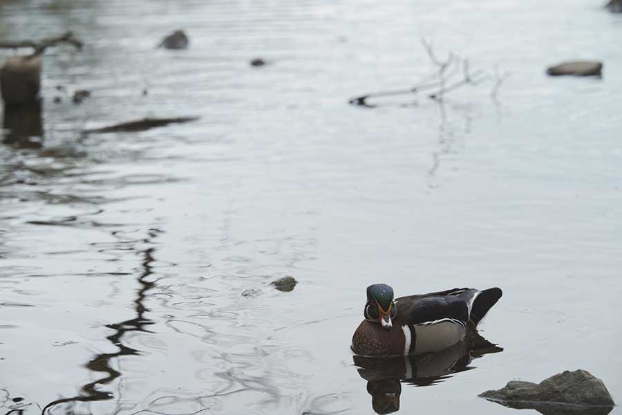 水面を泳ぐ鴨（写真はイメージ）【写真：写真AC】