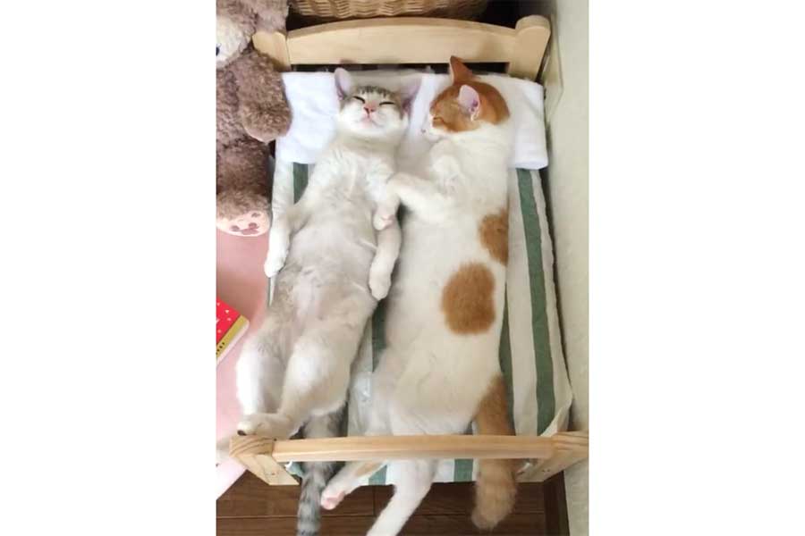 （左から）ねこベッドでくっついて眠るアメリちゃんとカヌレくん（画像はスクリーンショット）