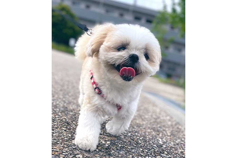 晴れた日に、にこにこ笑顔でお散歩するみかんちゃん【写真提供：みかん日記（犬）（@mikandaisukisu）さん】