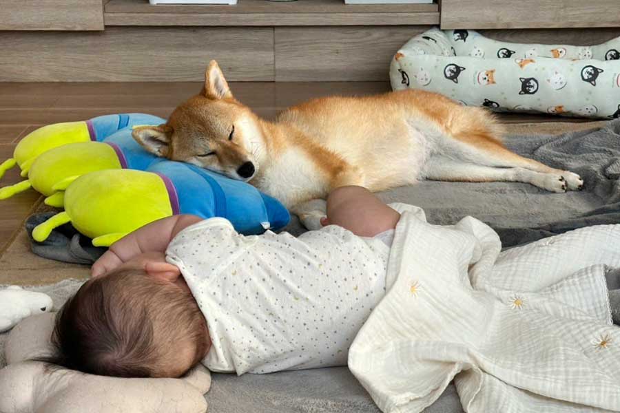 赤ちゃんと添い寝するこむぎちゃん【写真提供：柴犬＊こむぎ（@komugi_0914）さん】