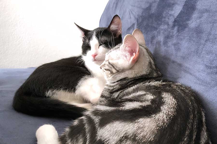 元保護猫のサツキとココロはいつも一緒【写真：島崎英純】