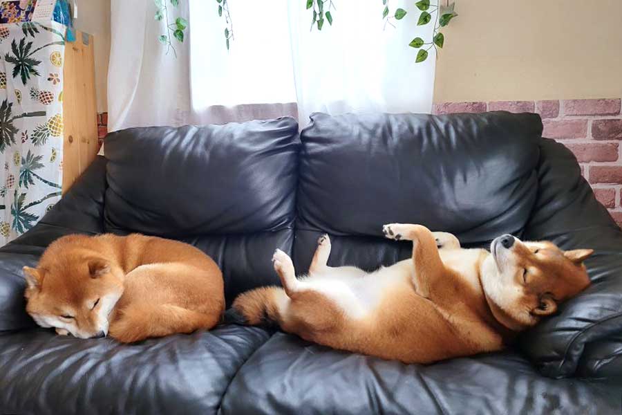 （左から）ソファの上で一緒に眠る北翔くんと紬ちゃん【写真提供：柴犬ほくつむ家（一時預かり家庭）（@shiba_ho92mu）さん】