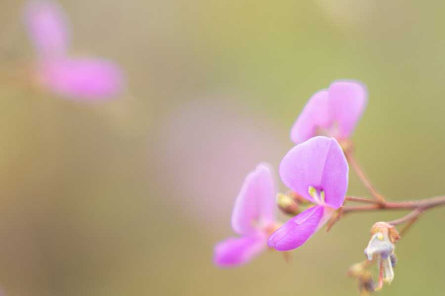 ハギの花（写真はイメージ）【写真：写真AC】