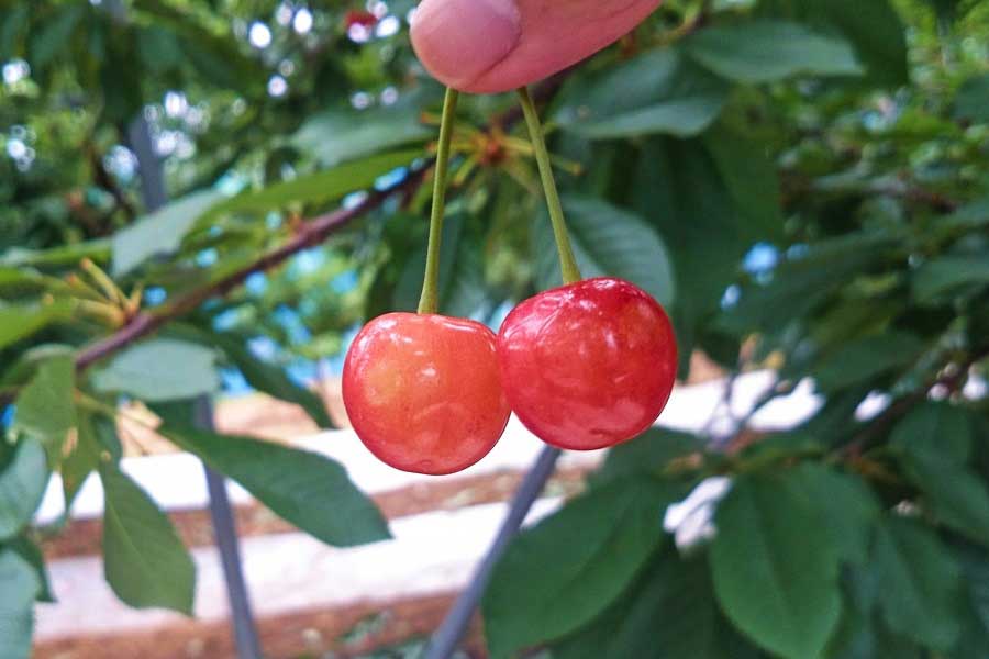 初夏の果物サクランボ（写真はイメージ）【写真：写真AC】