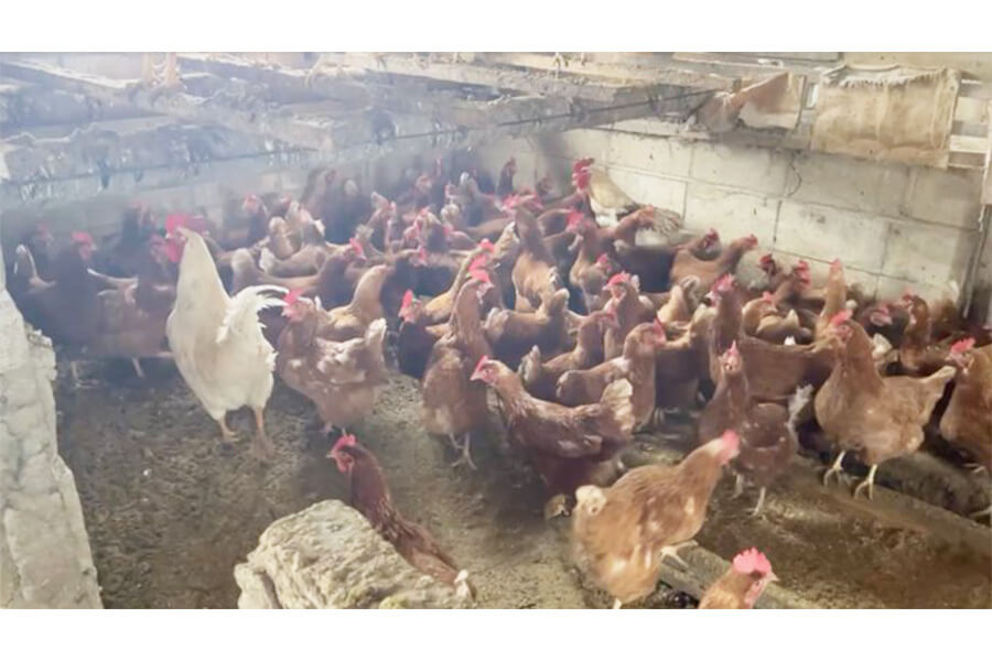 廃業が決まった北海道の養鶏場【写真提供：まなクロにっしー（@Manabi_Cross）さん】