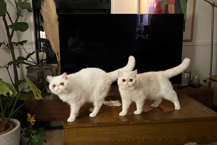 分身したかのようにそっくり！　（左から）UNIちゃんとTARAくん【写真提供：女ひとりと猫ふたりで過ごす日常（@uninosns）さん】