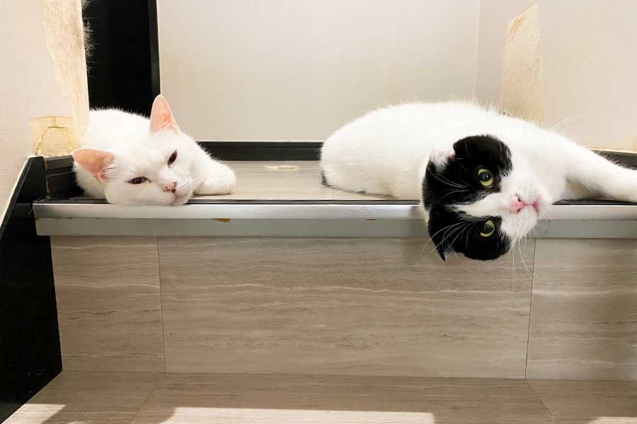 階段で仲良く一緒に寝そべる2匹【写真提供にゃんねこ25匹の猫生活（@22nekosan）さん】