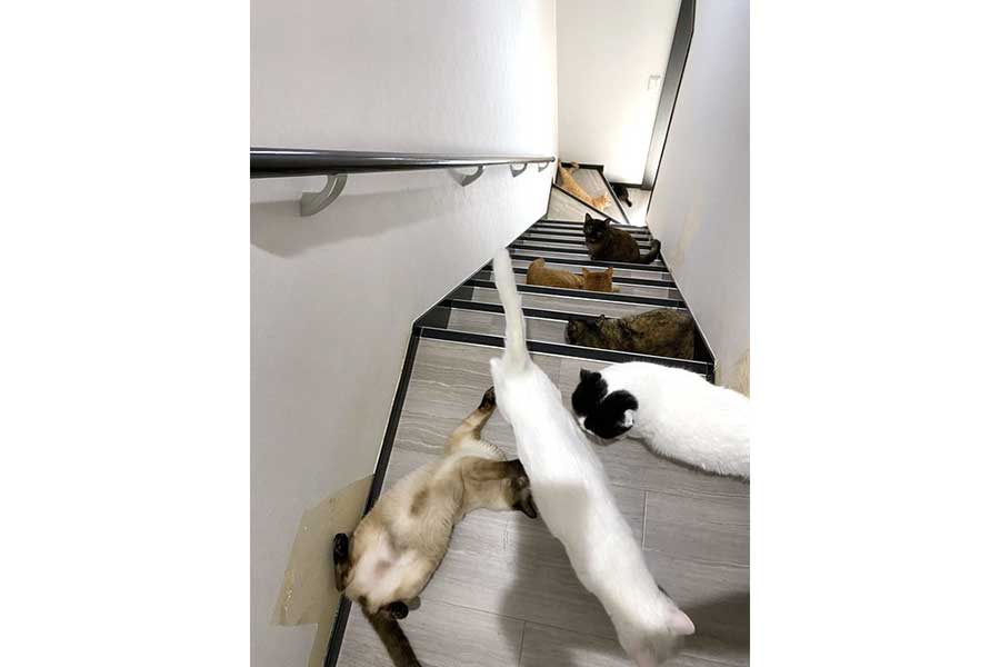 階段で飼い主さんを出待ちする8匹のねこ【写真提供：にゃんねこ25匹の猫生活（@22nekosan）さん】