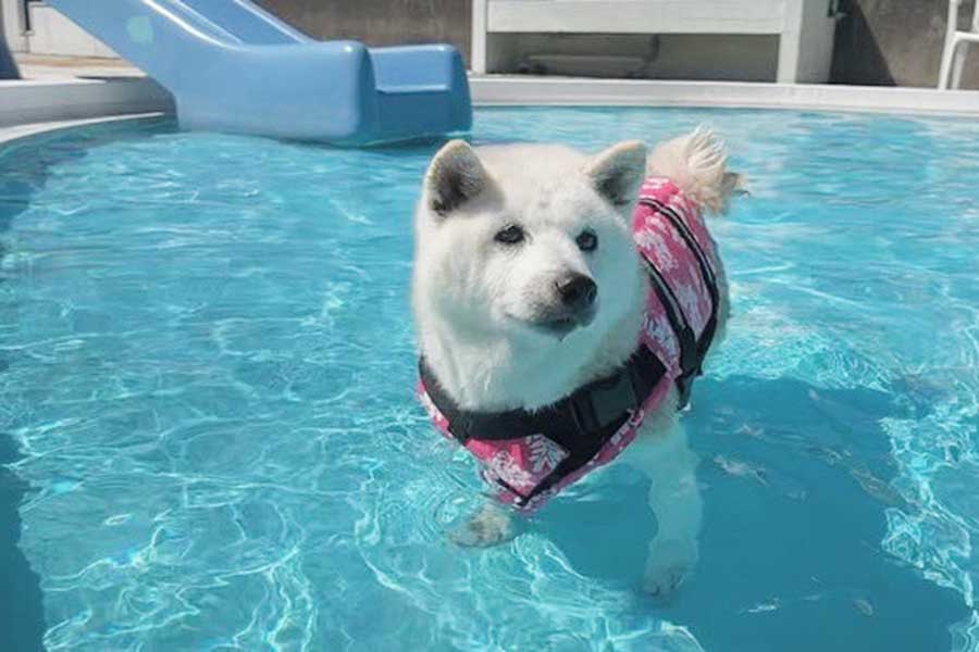 ドッグプールで泳ぐあいちゃん【写真提供：しばわんこ生活（@toshi38410872）さん】