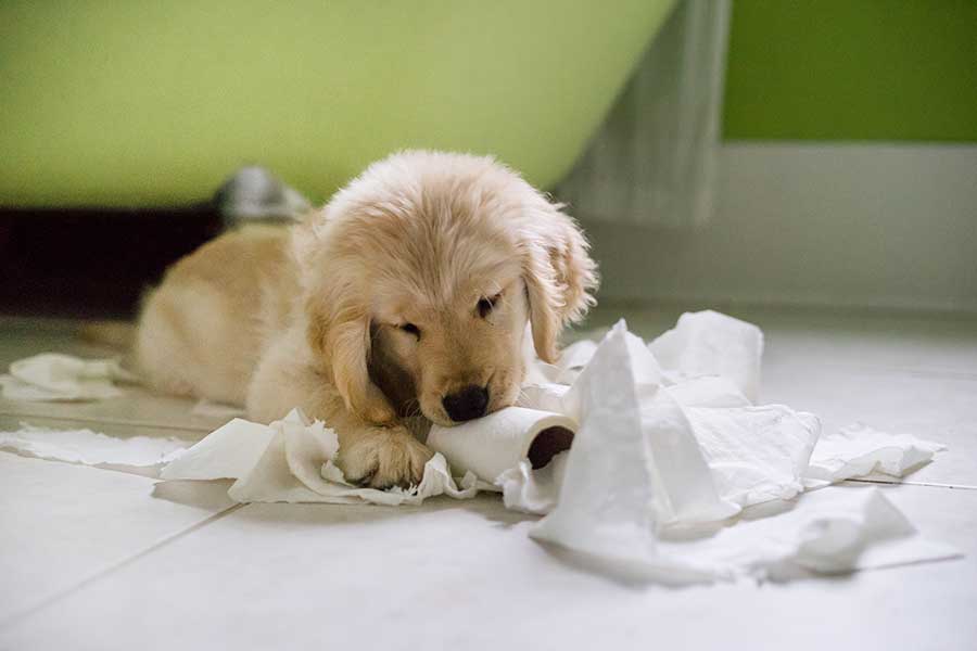 犬のいたずらが大きな話題になることも（写真はイメージ）【写真：Getty Images】