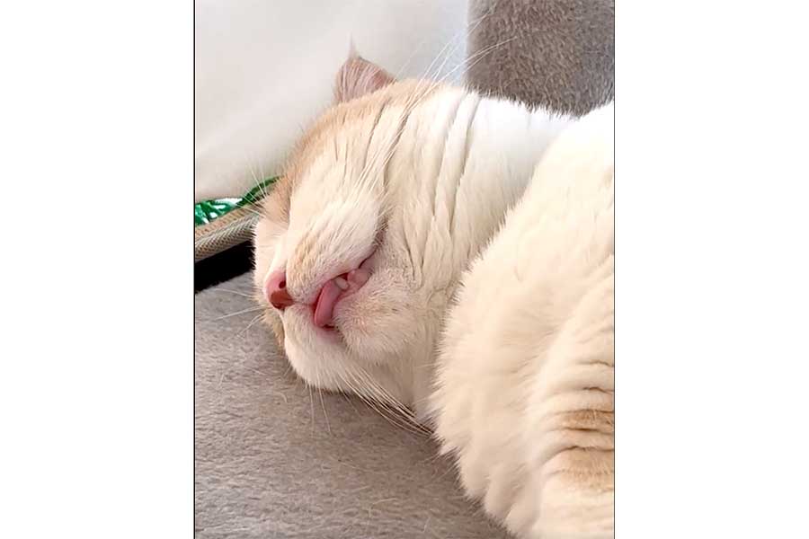 舌を出したまますやすやと眠るクリちゃん（画像はスクリーンショット）