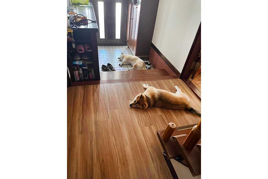 （手前から）玄関で寝そべるチョコくんとココちゃん【写真提供：柴犬ココとチョコ（@shiba_kokochoko）さん】