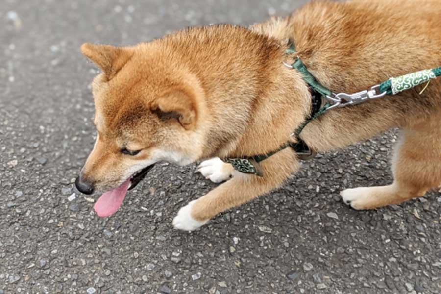 真夏の日中、犬の散歩には危険が伴うことも（写真はイメージ）【写真：写真AC】
