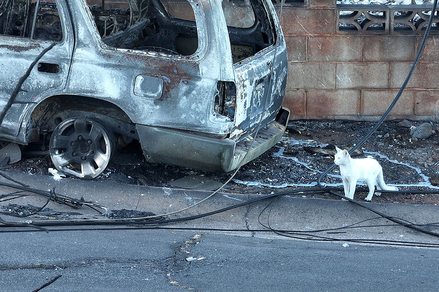 火事から10日後に撮影されたマウイ島ラハイナの街角。多くの動物たちも焼け出された【写真：Getty Images】