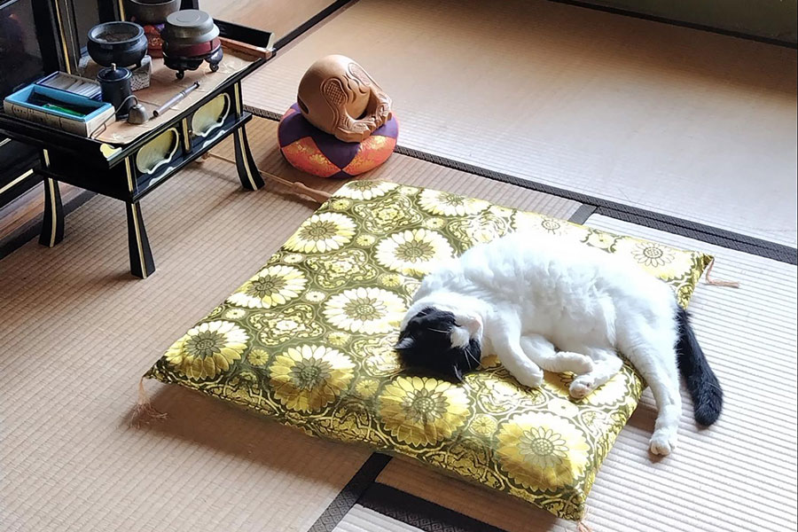 金色座布団ですやすや眠るヌンヌンちゃん【写真提供：六花チヨ（@ROkUHANA00）さん】