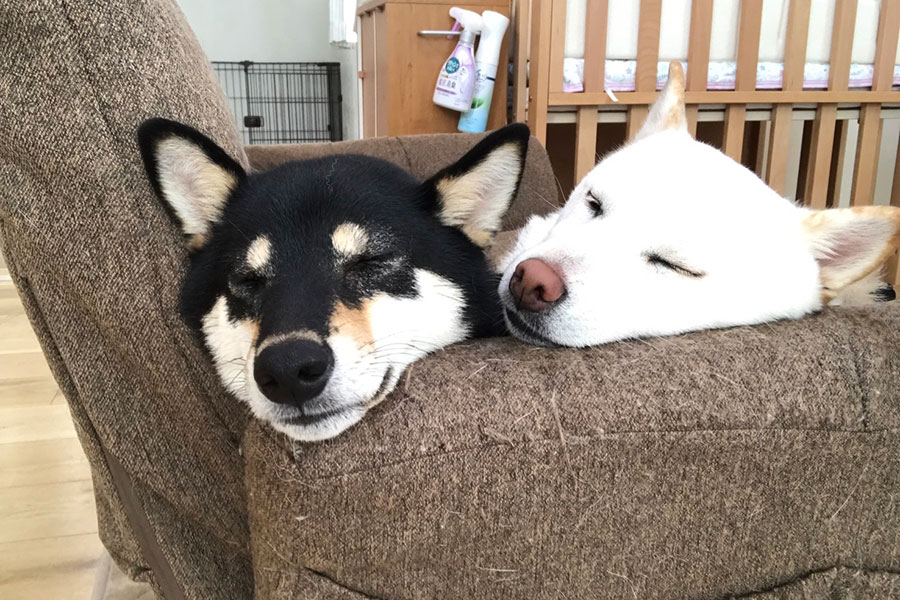 （左から）仲良くお昼寝するひなちゃんとはなちゃん【写真提供：柴犬はなひな（@VLuJRS8i3xkh49S）さん】