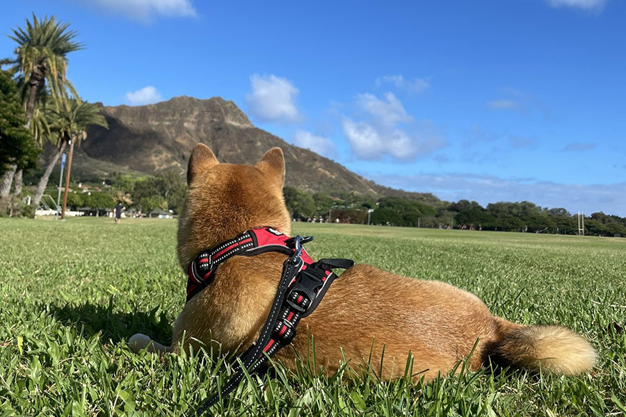 ハワイで暮らす柴犬のうにちゃん【写真提供：柴犬のうにさん（@shibauniko）さん】