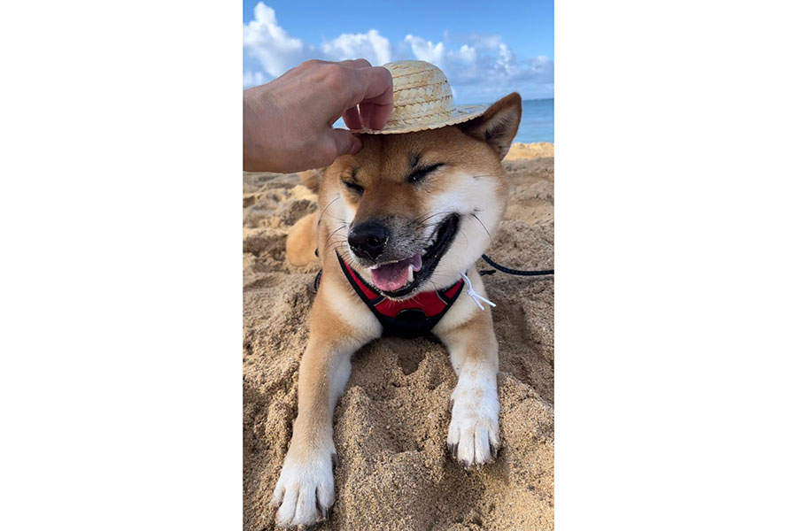 砂浜で麦わら帽子をかぶせてもらううにちゃん【写真提供：柴犬のうにさん（@shibauniko）さん】