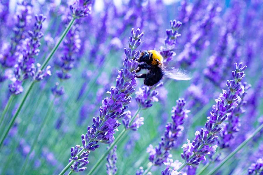 ラベンダーの蜜を吸うハチをよく見ると…（写真はイメージ）【写真：写真AC】