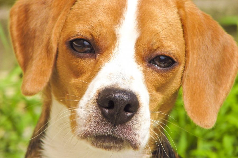 米国では、首輪にメモを付けられた迷い犬の今後に注目が集まっている（写真はイメージ）【写真：写真AC】