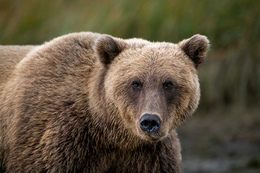 野生のクマが民家に侵入（写真はイメージ）【写真：Getty Images】