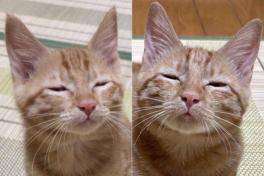 （左から）眠いときの顔が変わらない、生後3か月と現在の麦芽ちゃん【写真提供：週休8日の猫吸い（@8VA64ArRkX7nOHE）さん】
